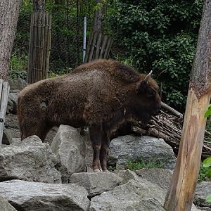 Wisent (Bison bonasus)