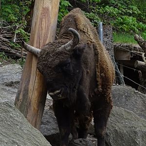 Wisent (Bison bonasus)