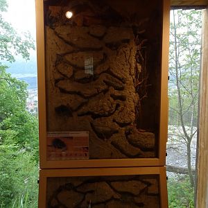 Etruscan shrew enclosure