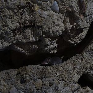 Etruscan shrew (Suncus etruscus)