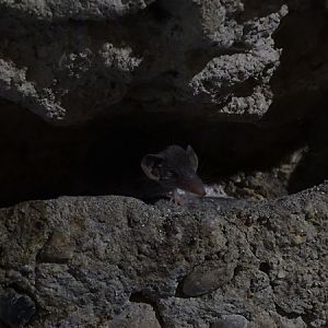 Etruscan shrew (Suncus etruscus)
