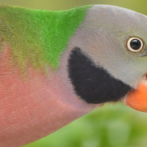 Red-breasted Parakeet (Psittacula alexandri)