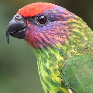 Goldie's Lorikeet (Glossoptilus goldie)