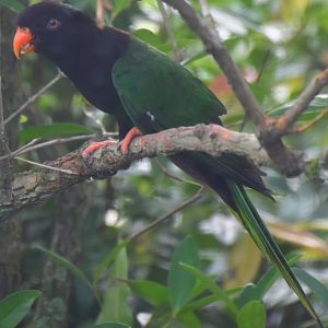 Stella's Lorikeet (Charmosyna stellae)