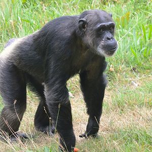 Female chimpanzee