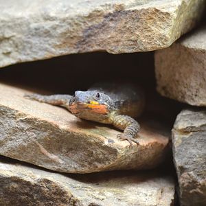 Gorongosa girdled lizard