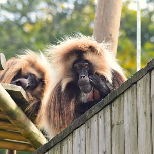 Gelada males