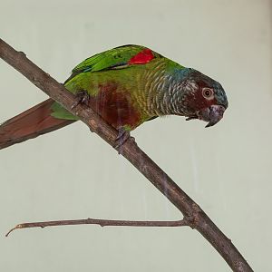 Venezuelan parakeet (Pyrrhura emma)