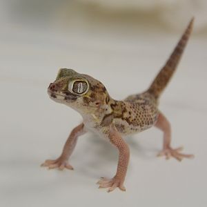 Bedraiga's wonder gecko (Teratoscincus bedriagai)