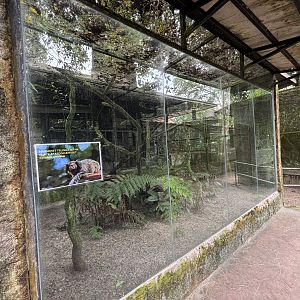 Common Marmoset Exhibit