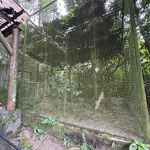 Buffy Fish Owl Aviary