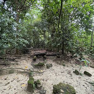 1-acre Dhole Exhibit