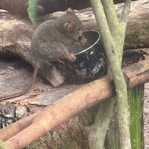 Gursky’s Spectral Tarsier