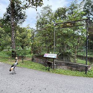 Free-roaming Grey Crowned Cranes