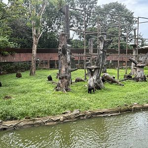 Chimpanzee Exhibit