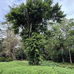 White-handed Gibbon Exhibit #1