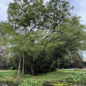 White-handed Gibbon Exhibit #2