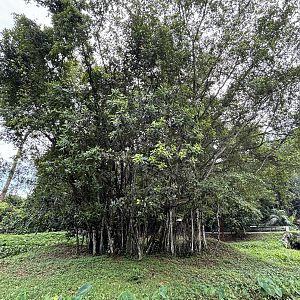 White-handed Gibbon Exhibit #2