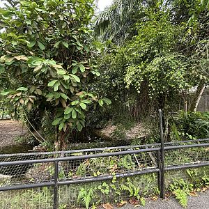 Saltwater Crocodile Exhibit #1