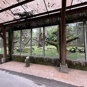 Stump-tailed Macaque Exhibit