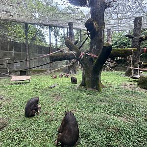 Stump-tailed Macaque Exhibit