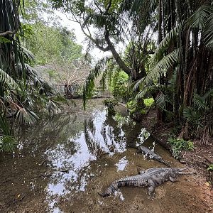 False Gharial Exhibit #2 - stunning!