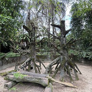 Malayan Porcupine Exhibit #1