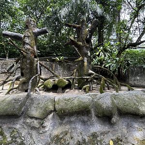 Brush-tailed Porcupine Exhibit