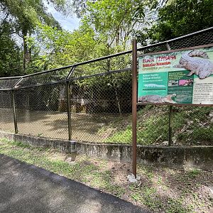 Saltwater Crocodile Exhibit #2