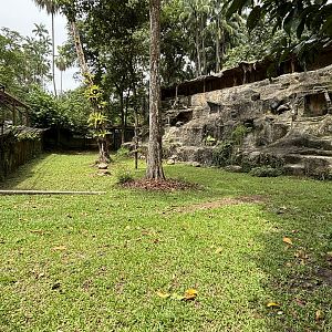 Mainland Serow Exhibit