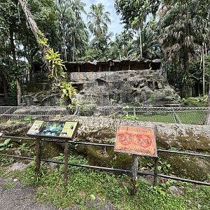 Mainland Serow Exhibit