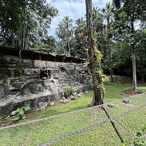 Mainland Serow Exhibit