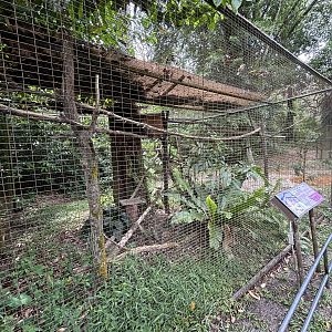 Spotted Wood Owl Aviary