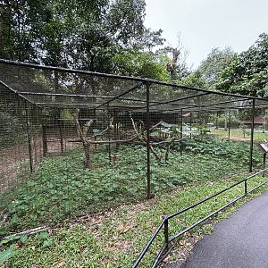 Barred Eagle Owl Aviary