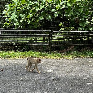 Pig-tailed Macaques - wild