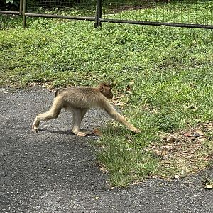 Pig-tailed Macaque - wild