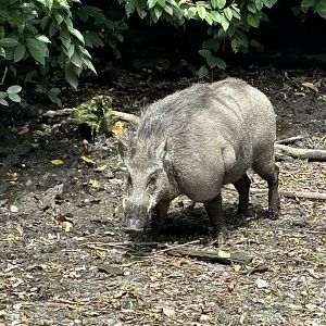 Wild Boar