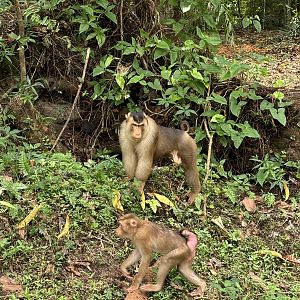 Pig-tailed Macaques - wild