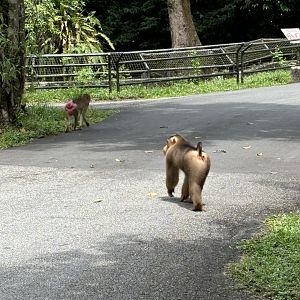 Pig-tailed Macaques - wild