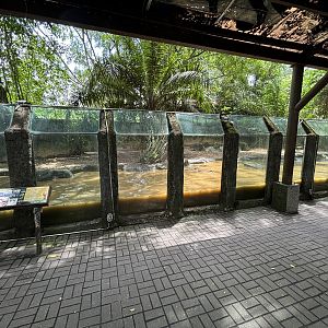 Smooth-coated Otter Exhibit