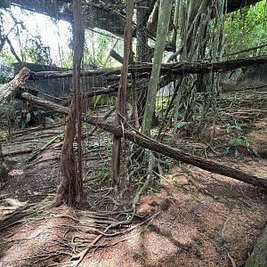 Clouded Leopard Exhibit