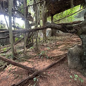 Clouded Leopard Exhibit