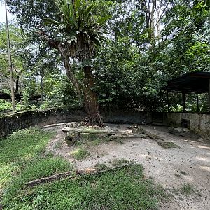 Malayan Porcupine Exhibit #2