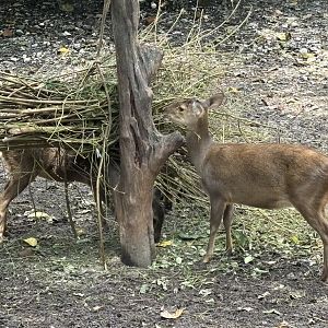 Bawean Deer