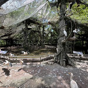 Malaysian Riverine Forest Aviary