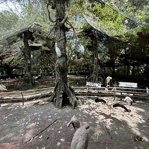 Malaysian Riverine Forest Aviary