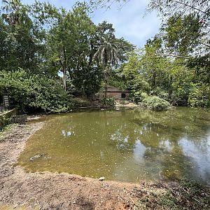 Common Hippo Exhibit