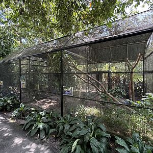 Lesser Mouse-deer + Assorted Birds