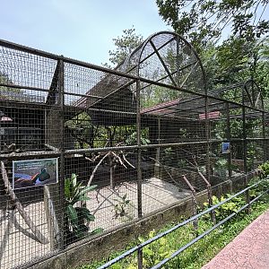 Lesser Mouse-deer + Assorted Birds