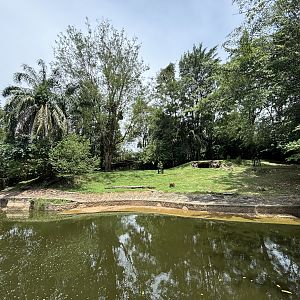 Malayan Tiger Exhibit